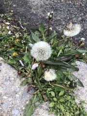 Taraxacum