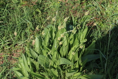 Plantago lanceolata