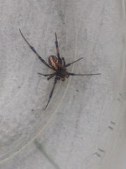 Latrodectus hesperus