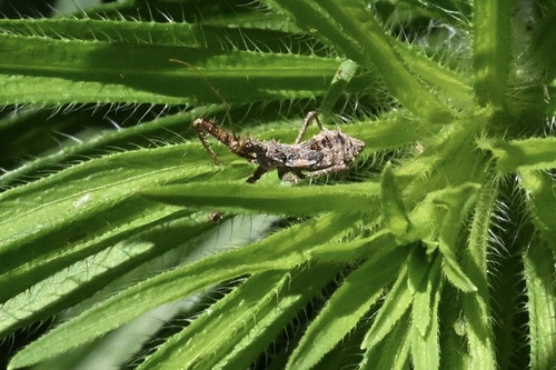 Spined Assassin Bug