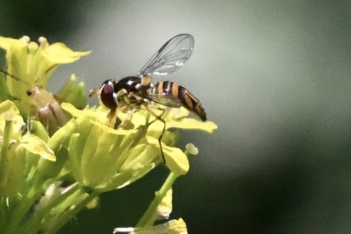 Oblique Streaktail