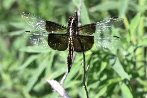 Widow Skimmer