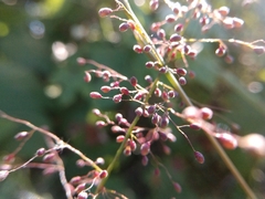 Dichanthelium sphaerocarpon