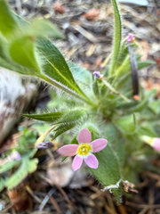 Collomia heterophylla, photograph (c) Cody Hinchliff, some rights reserved (CC BY)