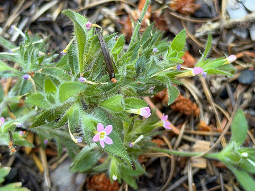Collomia heterophylla, photograph 3