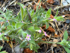 Collomia heterophylla, photograph (c) Cody Hinchliff, some rights reserved (CC BY)