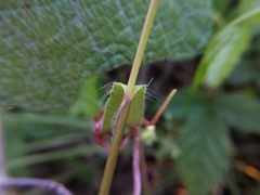 Dichanthelium sphaerocarpon