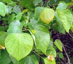 Cercis canadensis