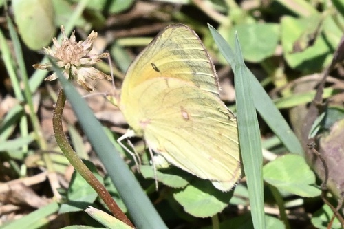 Orange Sulphur