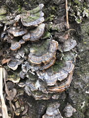 Trametes versicolor
