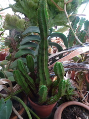 Euphorbia anoplia