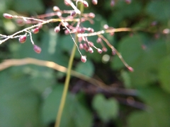 Dichanthelium sphaerocarpon