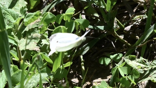 Small White