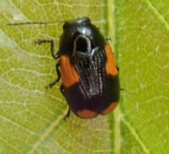 Cryptocephalus quadruplex