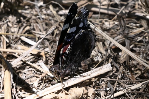 Red Admiral