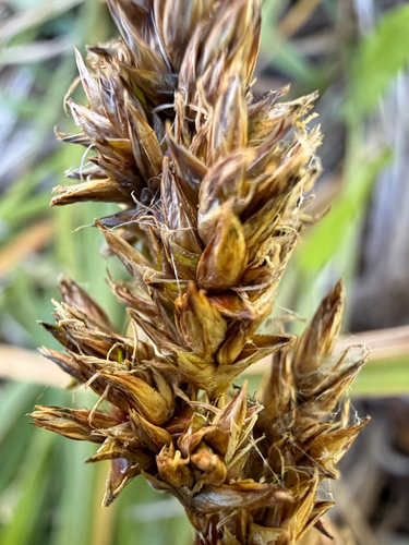 Carex cusickii, photograph 1