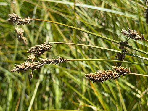 Carex cusickii