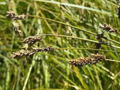 Carex cusickii