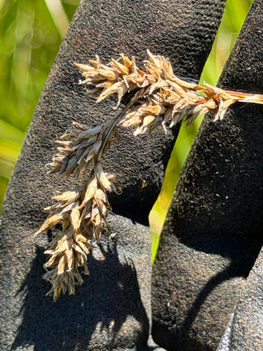 Carex cusickii, photograph 4