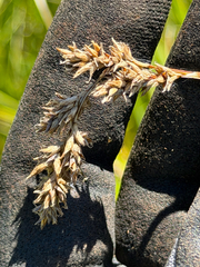 Carex cusickii, photograph (c) Cody Hinchliff, some rights reserved (CC BY)