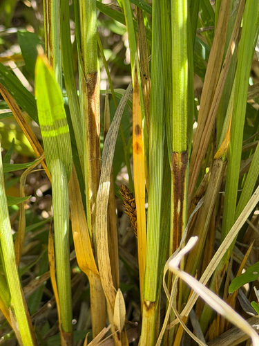 Carex cusickii, photograph 5