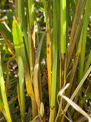 Carex cusickii, photograph (c) Cody Hinchliff, some rights reserved (CC BY)