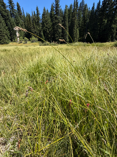 Carex cusickii, photograph 3