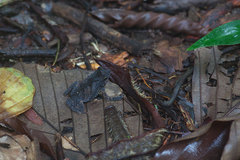 Rhinella margaritifera