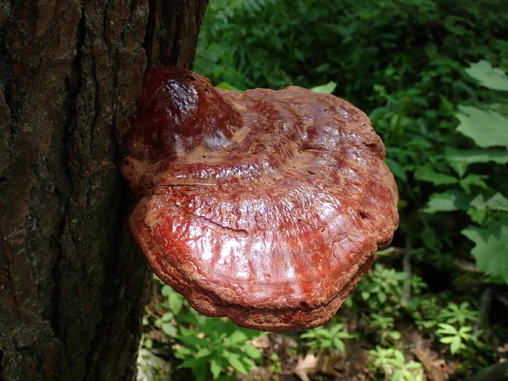 hemlock varnish shelf · July 2026 · photo: Photo: no rights reserved · iNaturalist