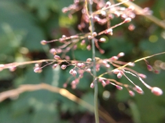 Dichanthelium sphaerocarpon