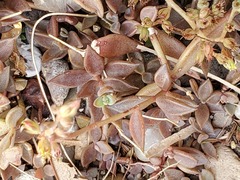 Lenophyllum texanum