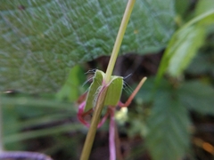 Dichanthelium sphaerocarpon