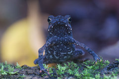 Rhinella margaritifera