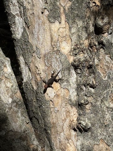 Boulder Spiny Lizard (Sceloporus pyrocephalus)