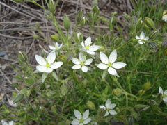 Spergularia pazensis