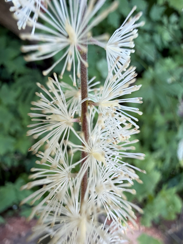 Actaea elata, photograph 2
