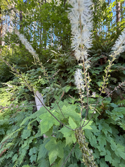 Actaea elata