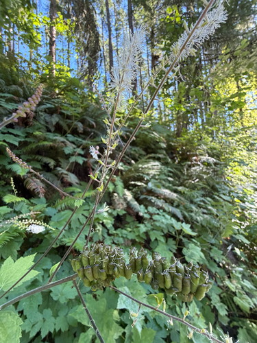 Actaea elata, photograph 3