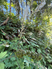 Actaea elata, photograph (c) Cody Hinchliff, some rights reserved (CC BY)