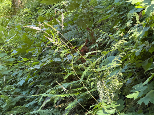 Actaea elata, photograph 4