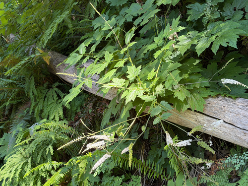 Actaea elata, photograph 5