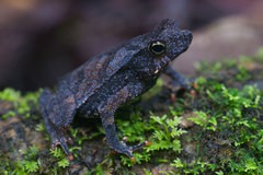 Rhinella margaritifera