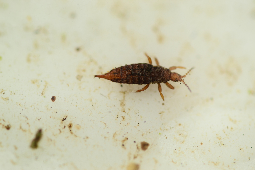 Glyptothrips flavescens