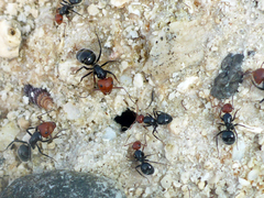 Camponotus lindigi