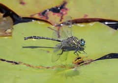 Phanogomphus australis