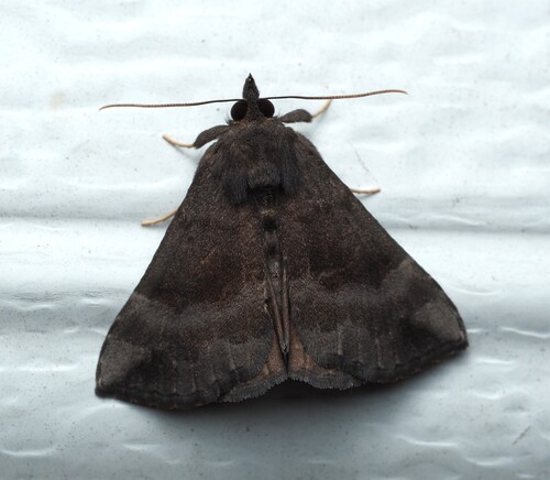Gray-edged Snout photo 5