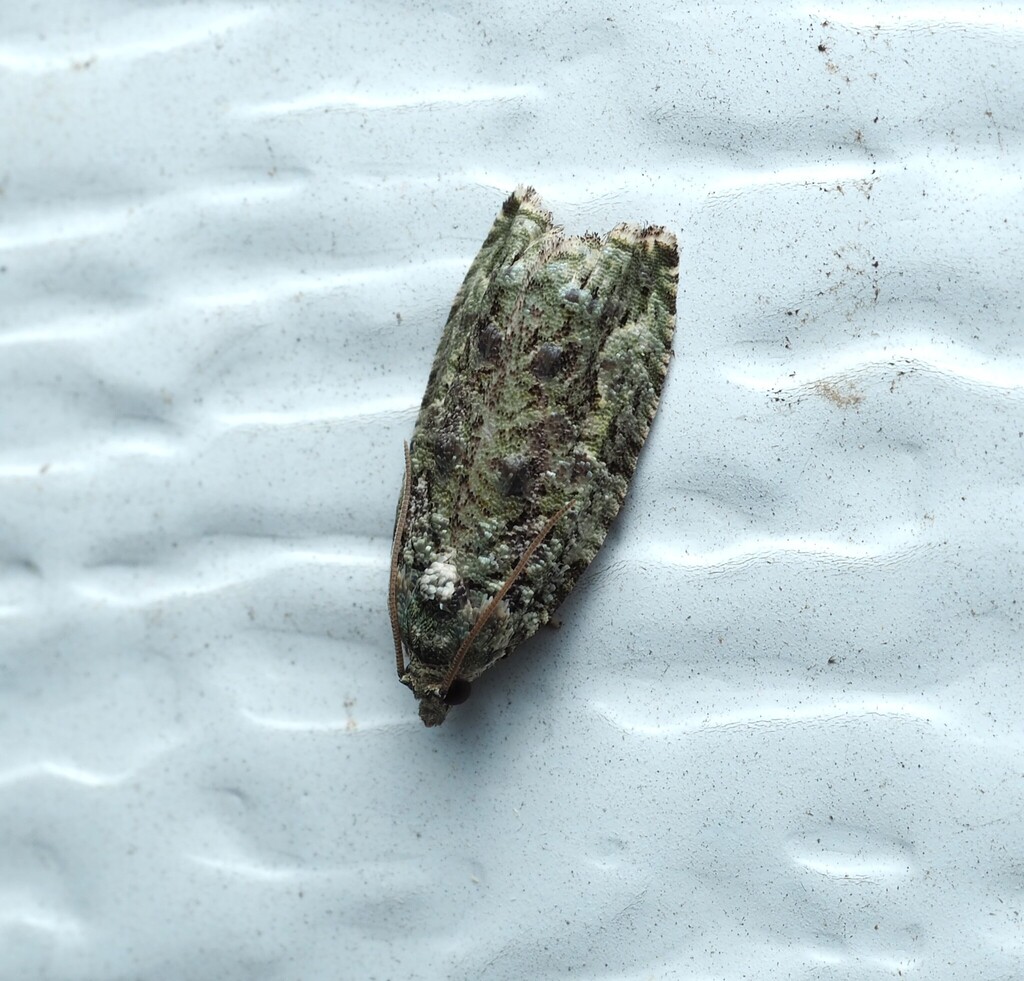 Maple Twig Borer Moth