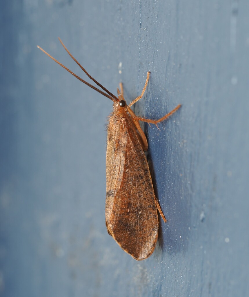 Ptilostomis ocellifera