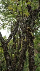 Heteromorpha arborescens, photograph (c) Presha Soogrim, some rights reserved (CC BY)