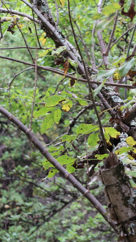 Heteromorpha arborescens, photograph 3